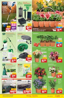Blumen im Netto Marken-Discount Prospekt "Aktuelle Angebote" mit 51 Seiten (Hamburg)