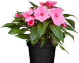 Edellieschen Impatiens »Neu Guinea« bei Pflanzen Kölle im Prospekt "" für 2,79 €