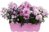 Aktuelle Chrysantheme Angebote bei Penny in Essen Aktuelles Chrysanthemen-Kasten Angebot bei Penny in Essen ab 3,99 €