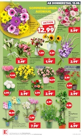 Chrysantheme im Kaufland Prospekt in Bonn Aktueller Kaufland Prospekt mit Chrysantheme, "Hier bin ich richtig", Seite 16