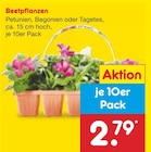 Beetpflanzen im Angebot bei Netto Marken-Discount in Remscheid Beetpflanzen Angebote bei Netto Marken-Discount Remscheid für 2,79 €