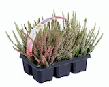 Barquette de bruyère 3 couleurs à 6,99 € dans le catalogue Lidl
