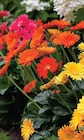 Gerbera pot 17 cm - Intermarché à Besançon Gerbera pot 17 cm en promo chez Intermarché Besançon à 9,99 €
