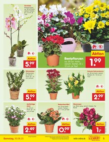 Pflanzen im Netto Marken-Discount Prospekt "Aktuelle Angebote" mit 65 Seiten (Cottbus)