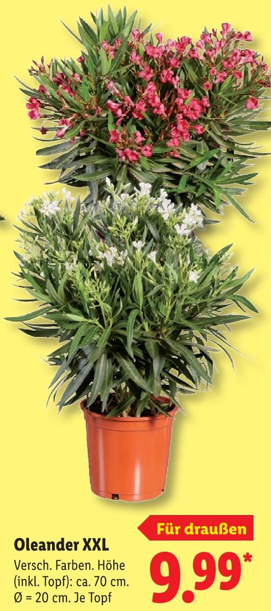 Oleander XXL