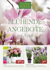 Aktueller Pflanzen Kölle Prospekt mit Lavendel, "BLÜHENDE ANGEBOTE im April", Seite 1