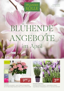 Hortensie im Pflanzen Kölle Prospekt "BLÜHENDE ANGEBOTE im April" mit 4 Seiten (Wiesbaden)