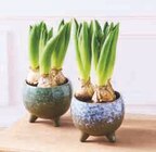 Composition de 3 jacinthes en promo chez Super U Metz à 6,99 €