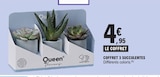 Coffret 3 Succulentes - Queen Flowers - E.Leclerc à Dijon Coffret 3 Succulentes - Queen Flowers en promo chez E.Leclerc Dijon à 4,95 €