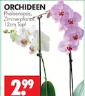 Wreesmann Ostritz - Phalaenopsis Angebot im Prospekt Phalaenopsis bei Wreesmann im Ostritz Prospekt für 2,99 €