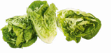 Aktuelles Mini-Romanasalat Angebot bei Netto Marken-Discount in München ab 0,65 €