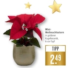 Mini-Weihnachtsstern Angebote bei Marktkauf Freiburg für 2,49 €