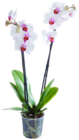 Orchidee Angebote bei Kaufland Erlangen für 9,99 €