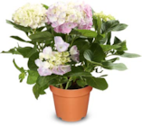 Hortensien im Angebot bei Netto Marken-Discount in Borken Hortensien Angebote bei Netto Marken-Discount Borken für 6,99 €