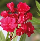 Oleander rot gefüllt von  im aktuellen Hornbach Prospekt für 24,95 €