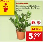 Grünpflanze im aktuellen Netto Marken-Discount Prospekt für 5,99 €