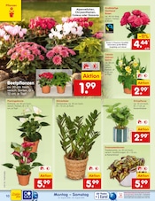 Blumen im Netto Marken-Discount Prospekt in Kerpen Aktueller Netto Marken-Discount Prospekt mit Blumen, "Aktuelle Angebote", Seite 14