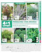 Bambou Angebote im Prospekt "PROFITER ENFIN DE SON JARDIN" von Carrefour auf Seite 15