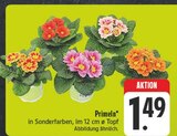Aktuelles Primeln Angebot bei EDEKA in Chemnitz ab 1,49 €
