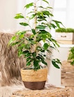 Ficus benjamina (Birkenfeige bei Garten-Center Nordharz GmbH & Co. KG im Prospekt "" für 24,99 €