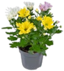 Chrysanthemen im Kaufland Prospekt Chrysanthemen im aktuellen Kaufland Prospekt für 2,49 €