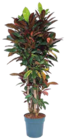 Kroton, Codiaeum variegatum 'Mrs. Iceton' für 144,99 € bei Netto Marken-Discount im Angebot Kroton, Codiaeum variegatum 'Mrs. Iceton' im aktuellen Netto Marken-Discount Prospekt