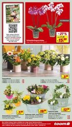 Orchidee Angebot im aktuellen toom Baumarkt Prospekt auf Seite 7