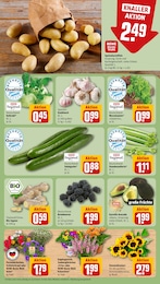REWE Gurken im Prospekt 