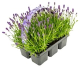 Aktuelles Lavendel Six-Pack Angebot bei REWE in Rostock ab 5,49 €