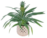 Aktuelle Blumentopf Angebote bei Kaufland in Bonn Aktuelles Ananaspflanze Angebot bei Kaufland in Bonn ab 9,99 €