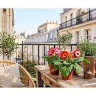 Gerbera dans le catalogue Carrefour