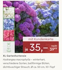 Aktuelles XL Gartenhortensie Angebot bei Pflanzen Kölle in Wiesbaden ab 35,00 €