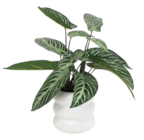 Philodendron H.60cm ou Taro H.50cm dans le catalogue Maxi Bazar