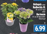 Heliopsis oder Rudbeckia XL im Angebot bei EDEKA in Gießen Heliopsis oder Rudbeckia XL Angebote bei EDEKA Gießen für 6,99 €