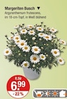 Margeriten Busch von  im aktuellen V-Markt Prospekt für 6,99 €