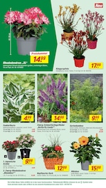 Aktueller toom Baumarkt Prospekt mit Blumen, "Respekt, wer's selber macht.", Seite 4