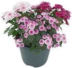 Chrysantheme Trio »Pink Cadillac« im Angebot bei REWE in Kamp-Lintfort Chrysantheme Trio »Pink Cadillac« Angebote bei REWE Kamp-Lintfort für 2,29 €