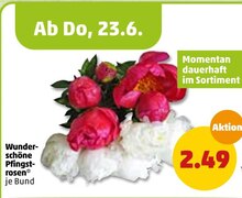 Pflanzen im aktuellen Penny-Markt Prospekt für 2.49€