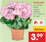 Hortensien Angebote bei Netto Marken-Discount Pirna für 3,99 €