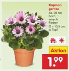 Aktuelle Pflanzen Angebote bei Netto Marken-Discount in Pforzheim Aktuelles Kapmargeriten Angebot bei Netto Marken-Discount in Pforzheim ab 1,99 €