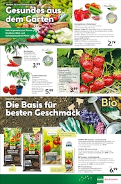 Aktueller BayWa Bau- und Gartenmärkte Prospekt mit Paprika, "Bunte Blumenvielfalt", Seite 17