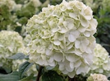 Aktuelle Hortensie Angebote bei Hornbach in Heidelberg Aktuelles Rispenhortensie âLimelightâ Angebot bei Hornbach in Heidelberg ab 19,95 âŹ