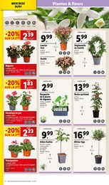 Offre Plantes dans le catalogue Lidl du moment à la page 4