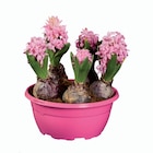 Jacinthe couleur en coupe dans le catalogue Lidl