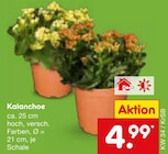 Kalanchoe im Angebot bei Netto Marken-Discount in Kaiserslautern Kalanchoe Angebote bei Netto Marken-Discount Kaiserslautern für 4,99 €