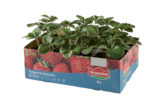 Barquette 6 plants de fraisier - GRANDIOL en promo chez Lidl Rueil-Malmaison à 3,19 €