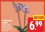 Schmetterlingsorchidee für 6,99 € bei EDEKA im Angebot Schmetterlingsorchidee im aktuellen EDEKA Prospekt