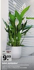 Einblatt 'Spathiphyllum' im Hagebaumarkt Prospekt Einblatt 'Spathiphyllum' von im aktuellen Hagebaumarkt Prospekt für 9,99 €