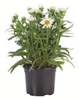 Sommerblüher Stauden im Angebot bei Lidl in Wetzlar Sommerblüher Stauden Angebote bei Lidl Wetzlar für 1,69 €