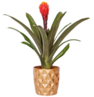 Calla oder Bromelie im Angebot bei Kaufland in Münster Calla oder Bromelie Angebote bei Kaufland Münster für 6,66 €